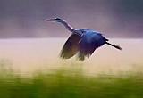 Dawn Heron In Flight_50444